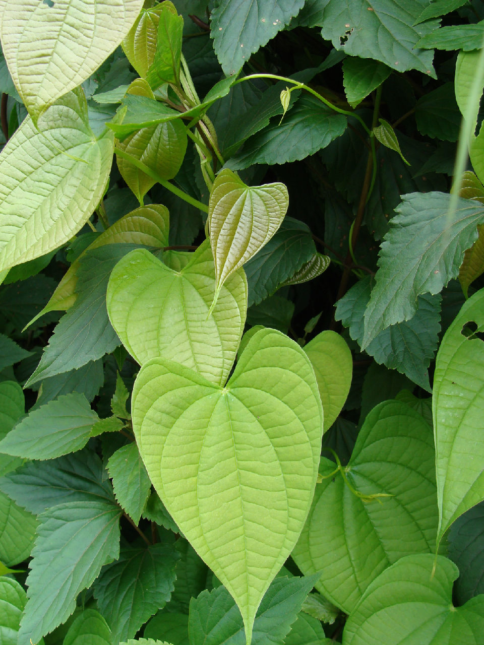 p>黄独(拉丁学名:dioscorea bulbifera l.