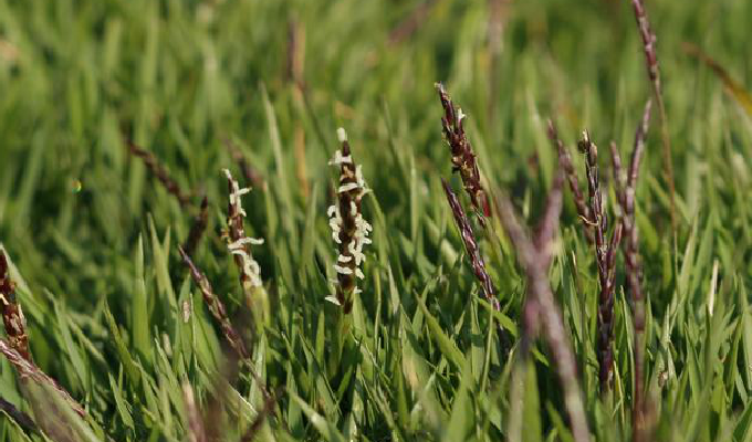  p>细叶结缕草(学名: i>zoysia tenuifolia /i>  willd. ex trin.