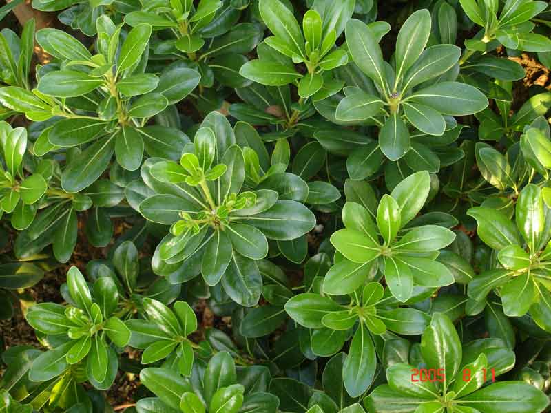  p>昆明海桐,为 a target="_blank" href="/item/海桐花属/2993688"