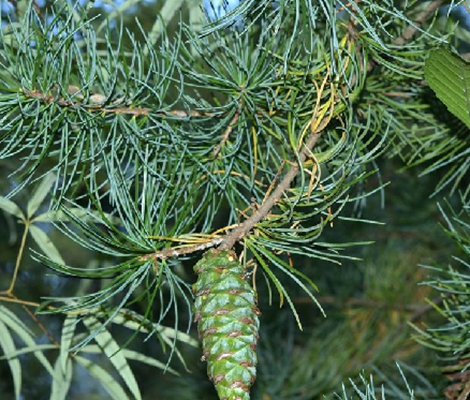  p>毛枝五针松(学名: i>pinus wangii   /i>hu et cheng)是松科,松属 