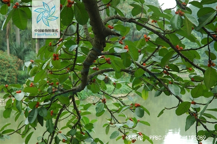 ficus drupacea thunb.