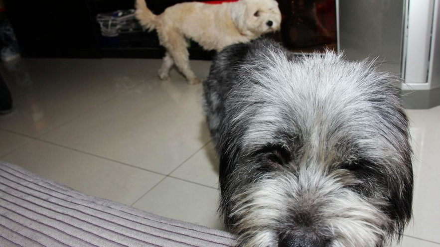 polish lowland sheepdog