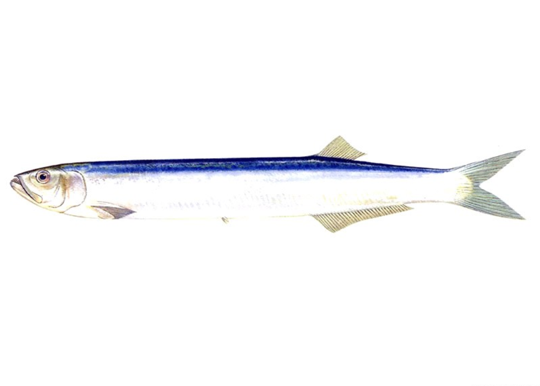  p>宝刀鱼,chirocentrus dorab ,鲱形目(clupeiformes)宝刀鱼科(chiro