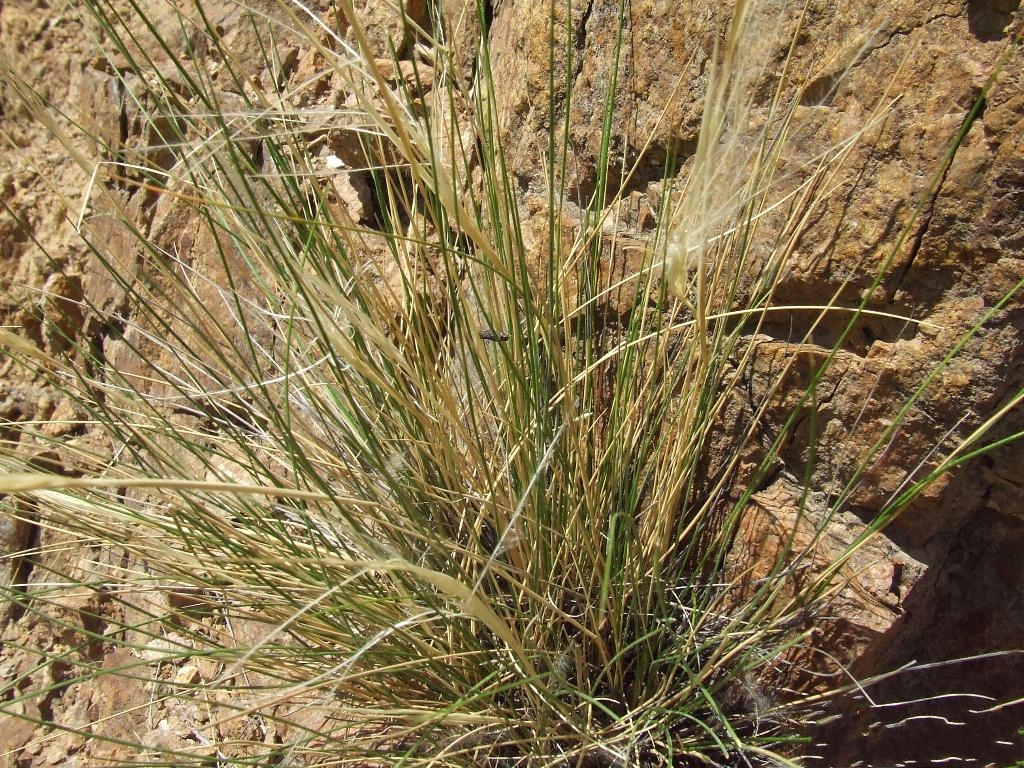  p>针茅(学名: i>stipa capillata /i> l.