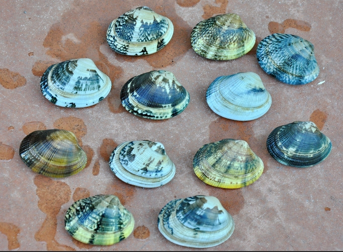 euli1f">菲律宾帘蛤是帘蛤目帘蛤科蛤仔属动物,又名菲律宾蛤仔,花蛤