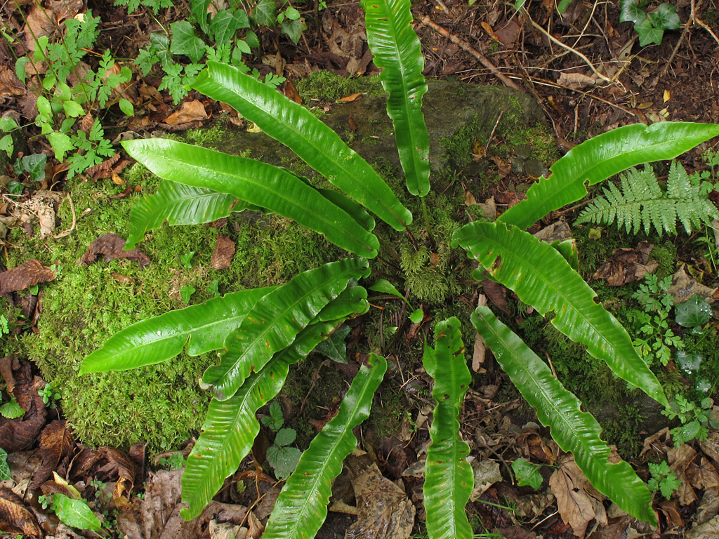  p> a href="#">对开蕨属 /a>,广布于欧洲,大西洋岛屿,西亚,中亚及