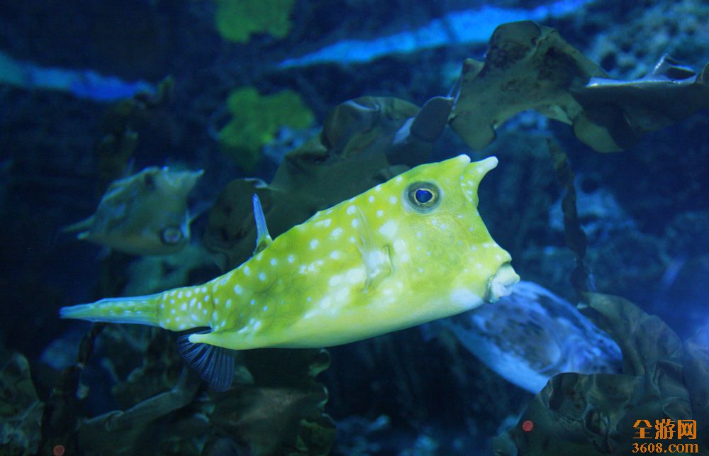  p>狗头鱼又叫叉鼻鲀,种类繁多,主要有: a target="_blank" href="