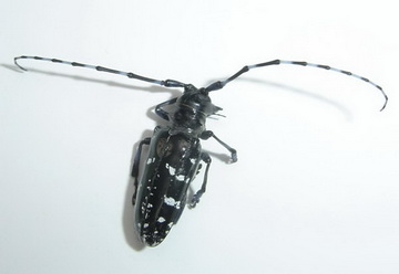 blank" href="/item/天牛幼虫/2374067" data