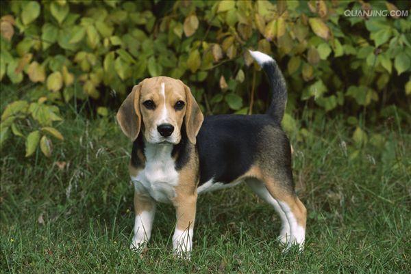  p>米格鲁猎兔犬又称为"比格犬",是世界名犬犬种之一,在分类上属于