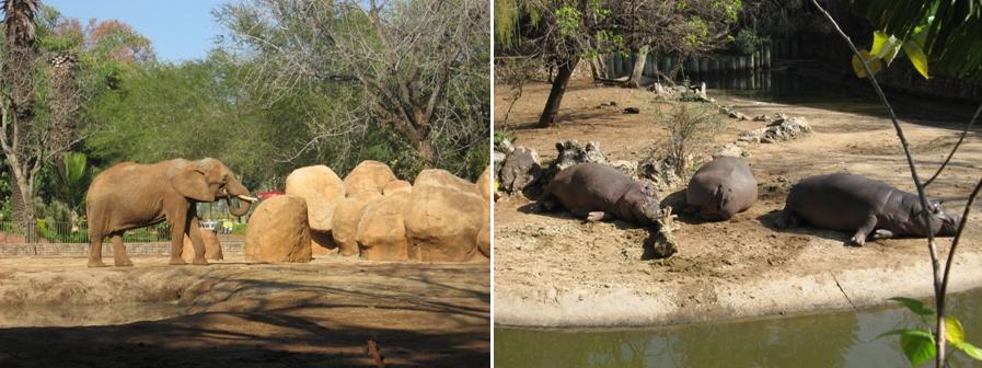  p>南非国家动物园(national zoological gardens of south africa