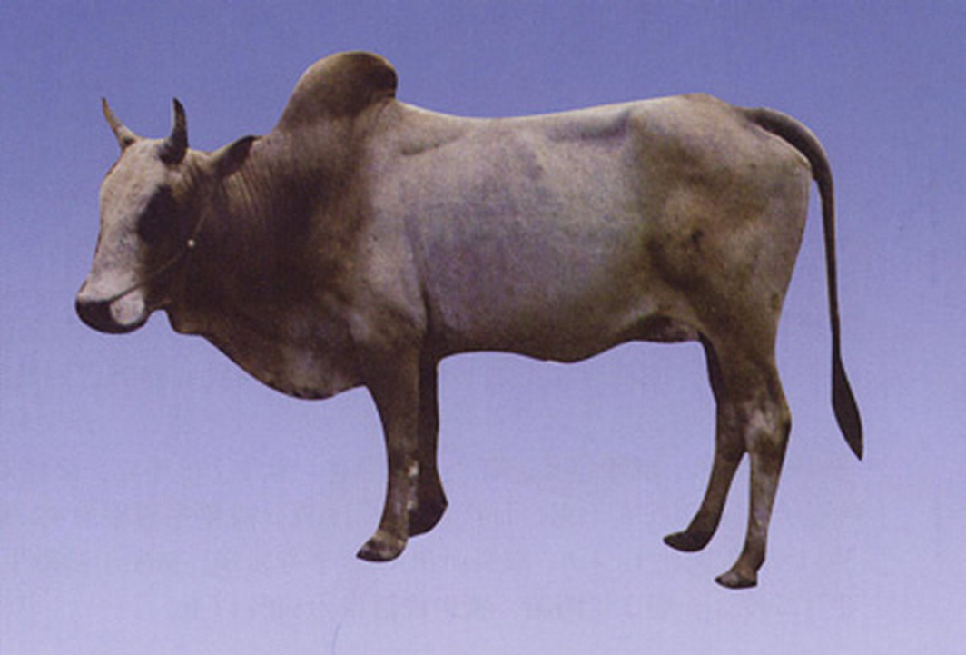  p>云南高峰牛又名云南瘤牛,主要产区为德宏傣族 a target="_blank"