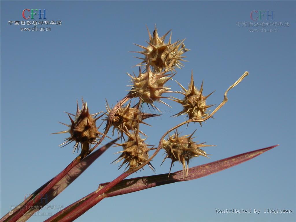 cenchrus echinatus l.