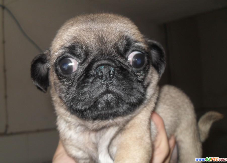 八哥犬