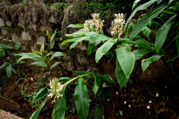 wu et senjen )是姜科,山姜属多年生 a href="#">草本 /a>植物,株高