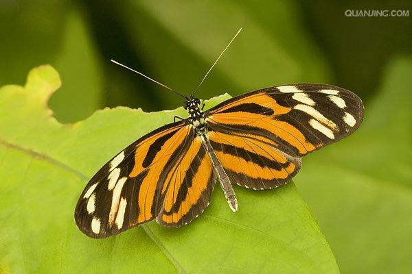  p>红带袖蝶 i>(学名:heliconius melpomene) /i>,又名红色邮差蝴蝶