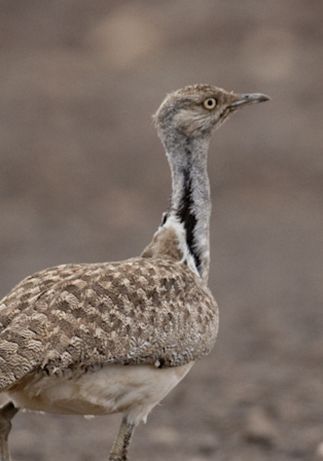  p>翎颌鸨(学名:chlamydotis undulata)体型较 a target="_blank"