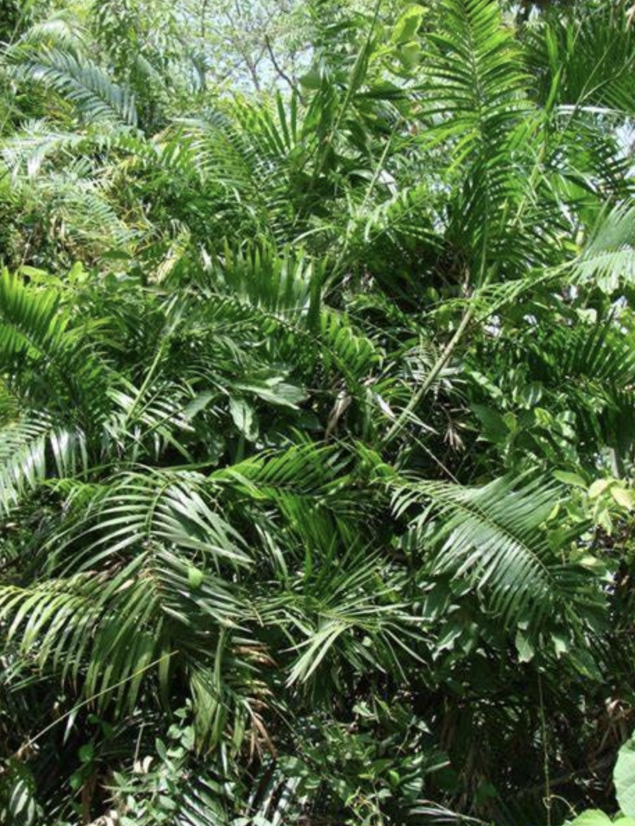 是棕榈科省藤属植物,攀援藤本,茎单生,带鞘茎粗(1.5-)2-2.