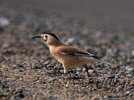 白尾地鸦(学名: i>podoces biddulphi /i>):是一种体形较小的鸦科鸟类