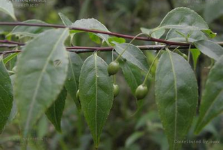  p>称杆树(拉丁学名:maesa ramentacea (roxb.) a. dc.