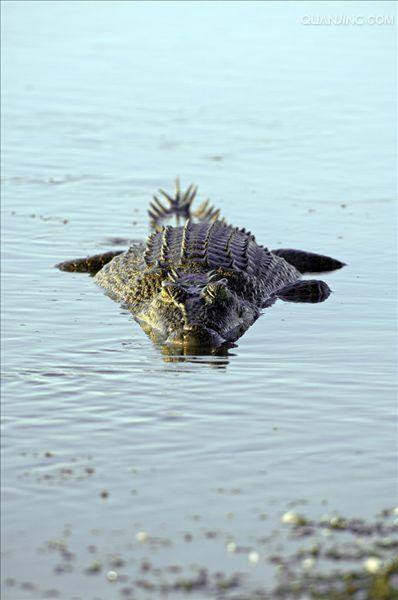  p>湾鳄(学名: i>crocodylus porosus /i>)是鳄科,鳄属的一种鳄鱼.