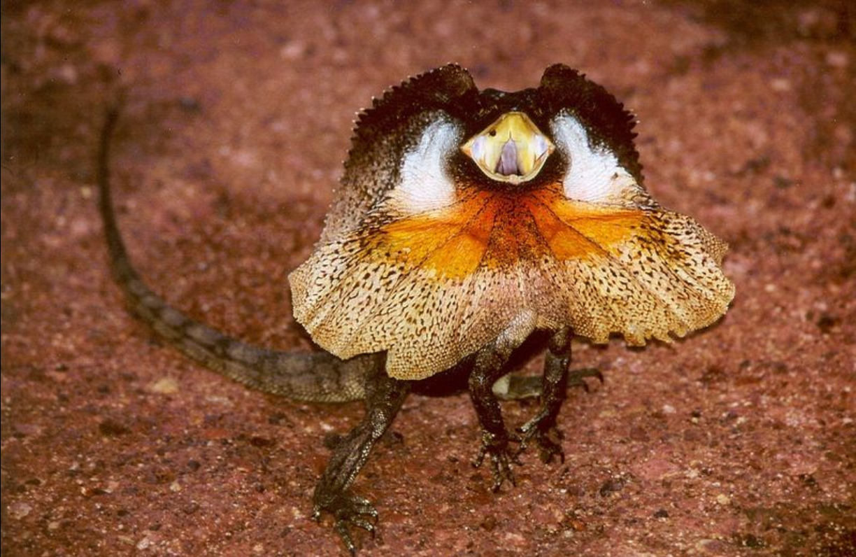 kingii gray,英文名frilled lizard,分布于澳大利亚,巴布亚岛和