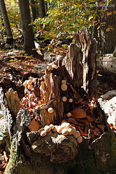  p>梨形马勃俗称灰包,马蹄包,马粪包,马屁泡,灰薛,牛屎燕,马挖,地烟