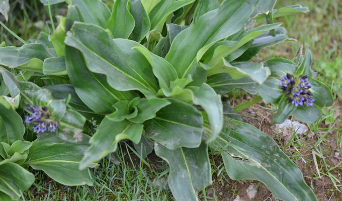  p>粗茎秦艽(学名: i>gentiana crassicaulis /i> duthie ex burk.