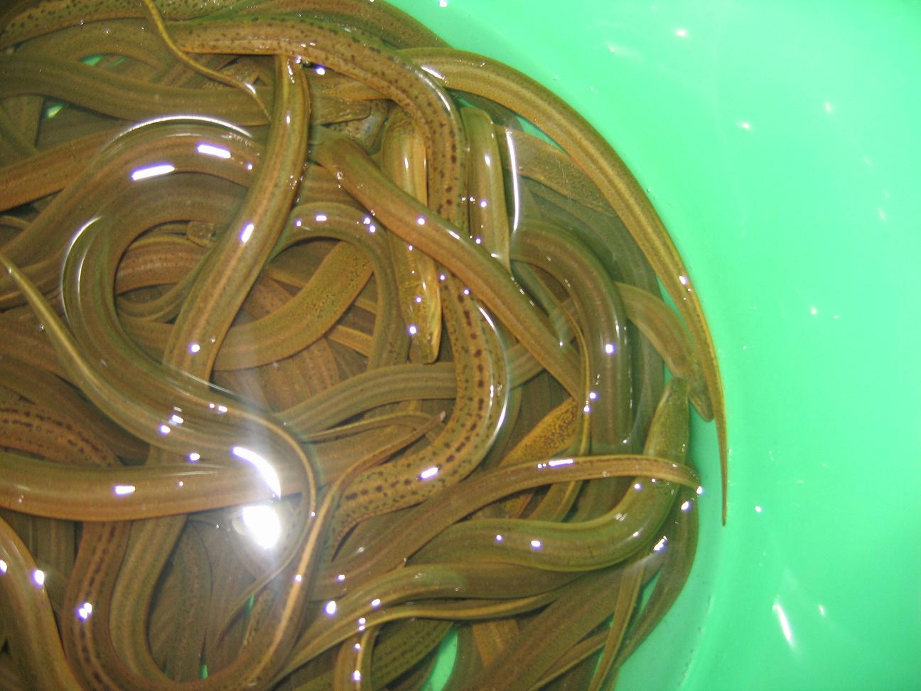  p>合鳃鱼目属于 a href="#" data-lemmaid="1195405">硬骨鱼纲 /a>