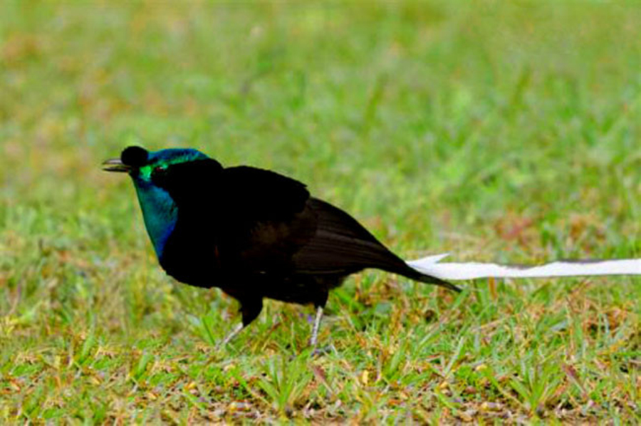 p>华丽长尾风鸟分布于太平洋诸岛屿,属于雀形目,极乐鸟科. /p>