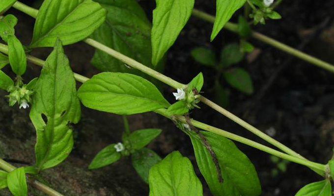  p>新耳草属分布于热带亚洲和大洋洲,属于披散草本,分枝多,节间生根