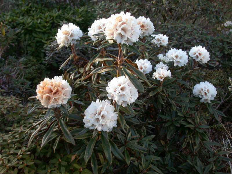  p>卷叶杜鹃(学名: i>rhododendron roxieanum /i>  forrest): a href