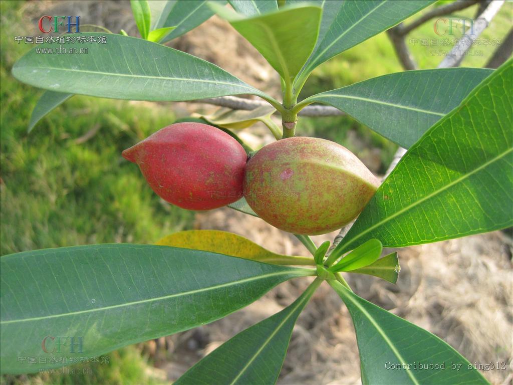  p>玫瑰木属,被子植物门木兰纲桃金娘目 a href="#" data-lemmaid="