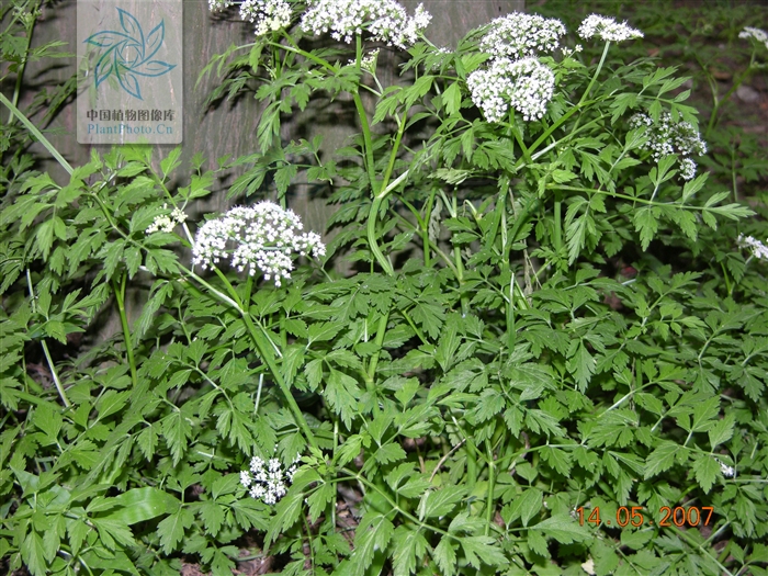 peucedanum henryi wolff