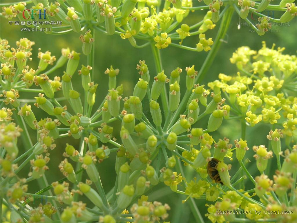  p>莳萝(学名:anethum graveolens l.)是伞形科莳萝属植物.