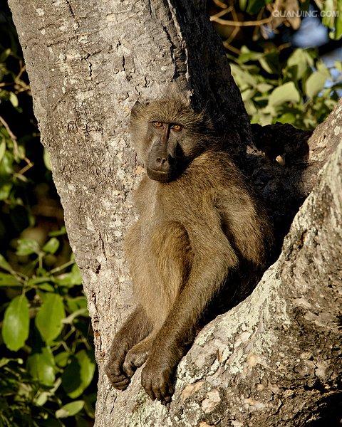  p>狒狒(学名: i>papio /i>):灵长目 a target="_blank" href="/item