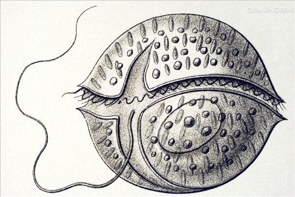  p>多甲藻是多甲藻属类 a target="_blank" href="/item/藻类/2875032