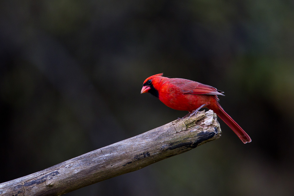 northern cardinal