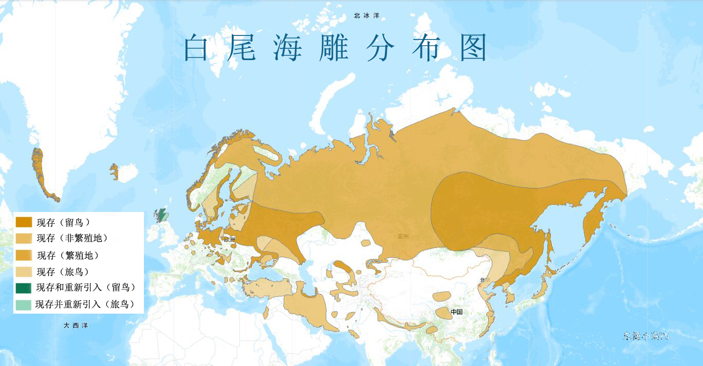  p>白尾海雕(学名: i>haliaeetus albicilla /i>):是鸟纲,鹰科,海雕属