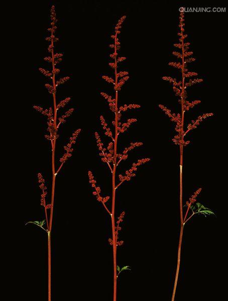 k8qqt">被子植物的花,有的是单朵花单生于枝的顶端或叶腋处,称单生花