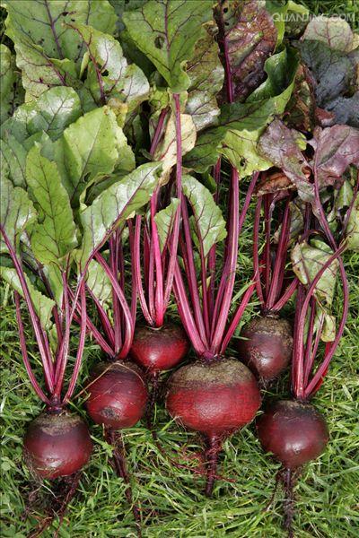  p>甜菜(学名: i>beta vulgaris /i> l.
