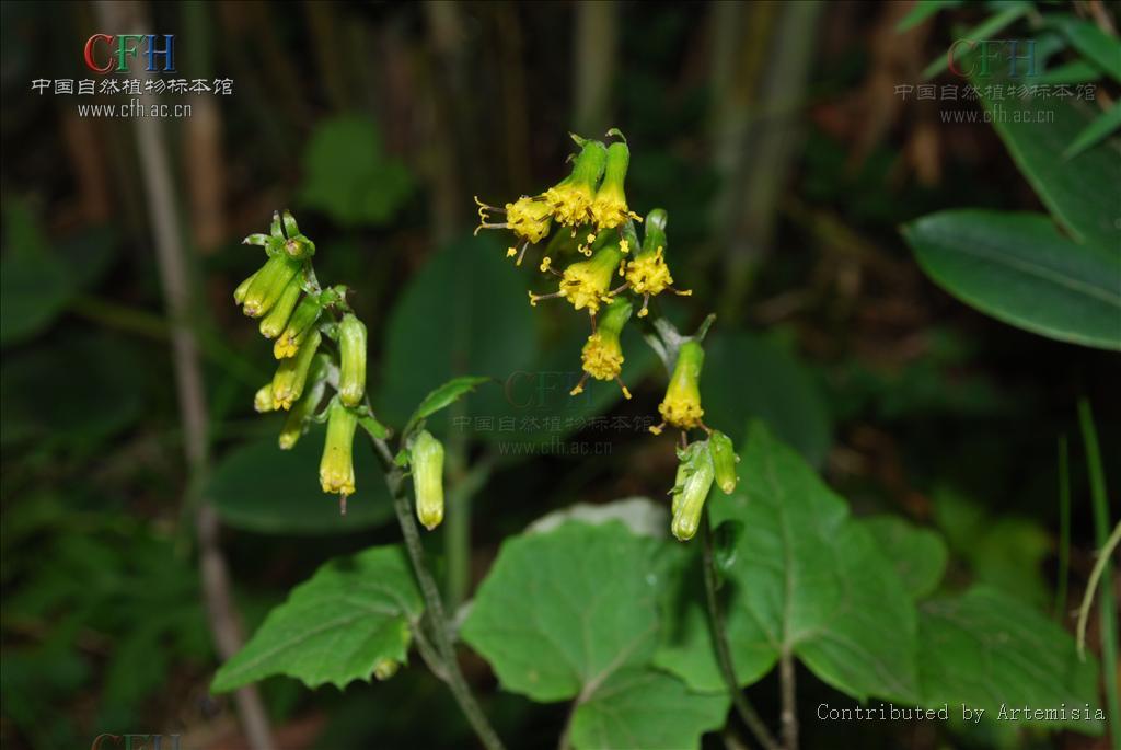 y. l. chen comb. nov.)是菊科蟹甲草属植物.产自云南(大理,中甸).