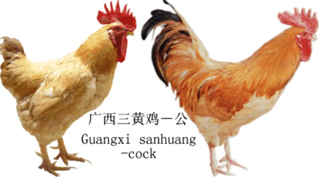 广西黄鸡