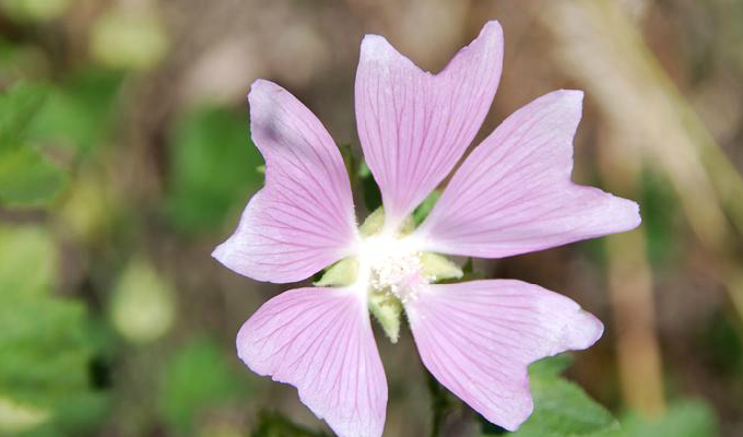  p>花葵属(学名:lavatera linn.