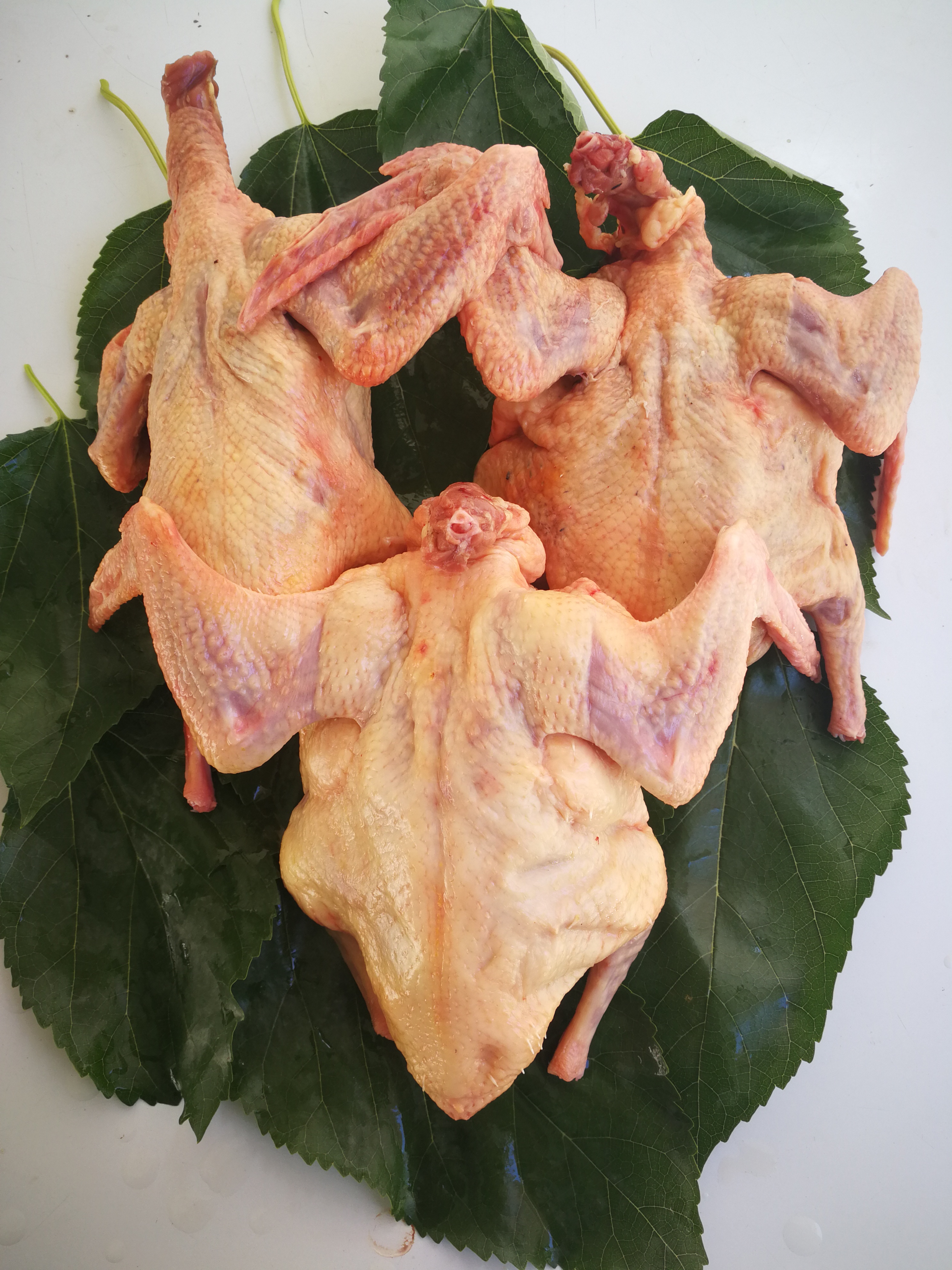 莎车鸽子肉