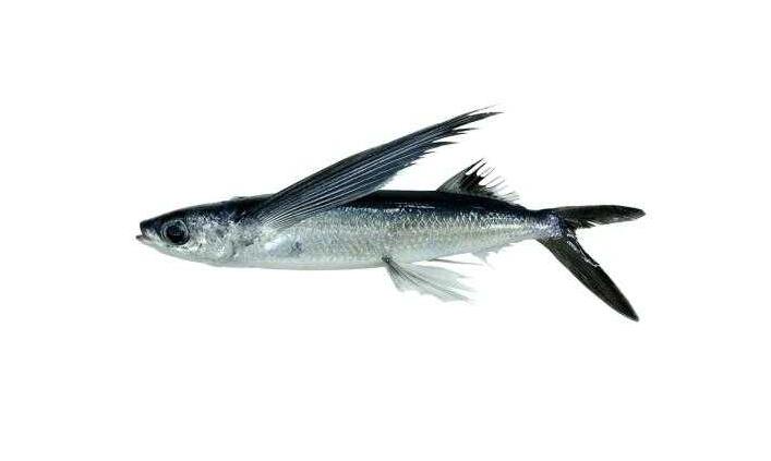  p> a target="_blank" href="/item/半斑燕鳐/9590594" data-lemmaid