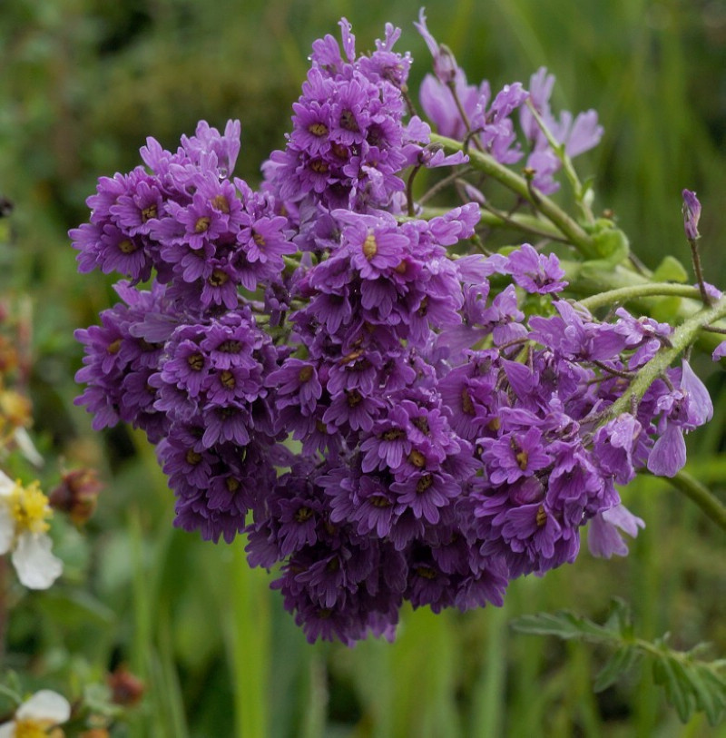  p>高河菜属(学名: b>megacarpaea /b>&nbsp;dc.