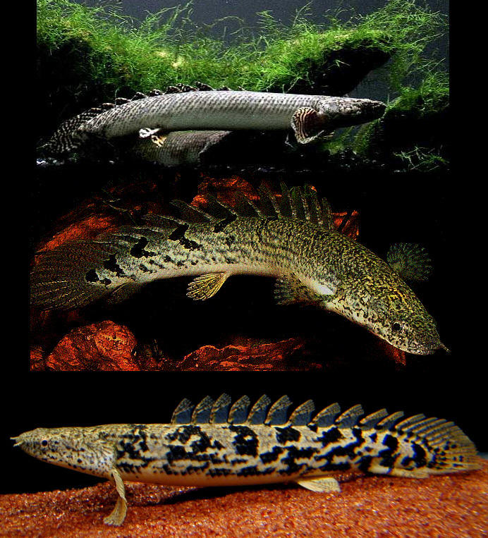  p>硬鳞总目 ganoidomorpha 为一古老类群的残余,保留着一系列原始的