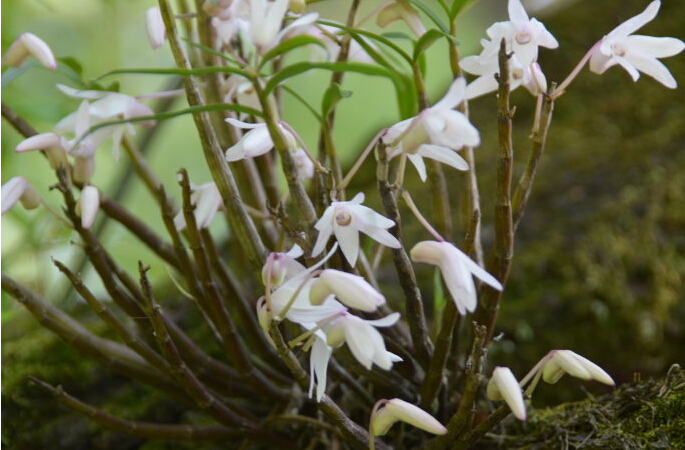 细茎石斛云南个体