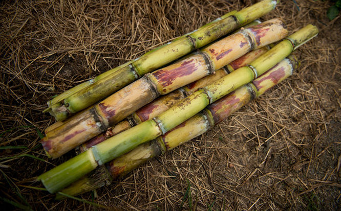  p>竹蔗(学名: i>saccharum sinense  /i>roxb.) 是禾本科甘蔗属植物.