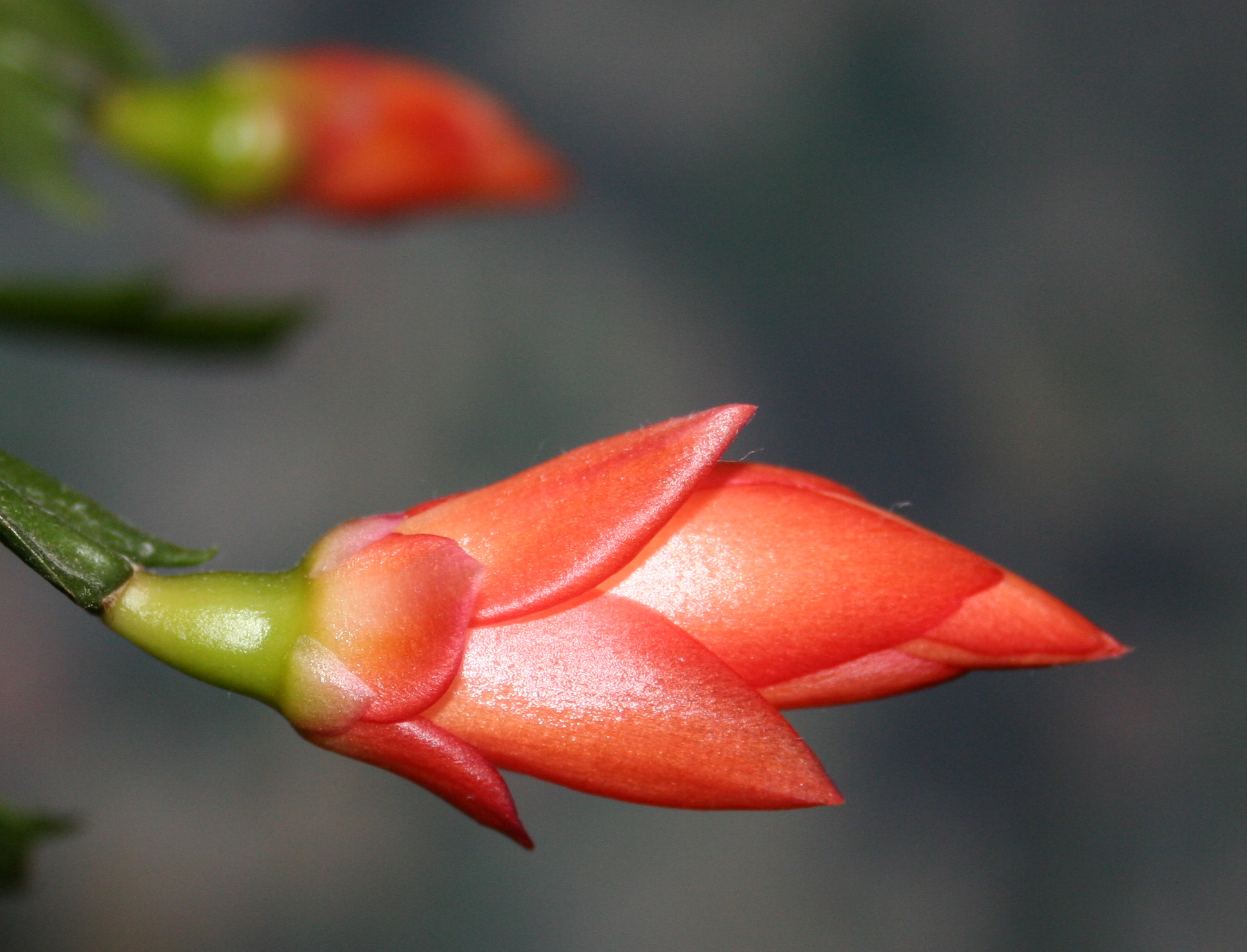  p>蟹爪兰(学名: i>schlumbergera truncata /i> (haw.